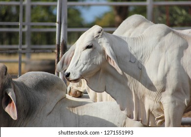 Brahman Cattle Africa.