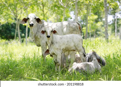 Brahman Cattle Images Stock Photos Vectors Shutterstock