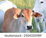 Brahman cattle in the southern Pantanal, Brazil