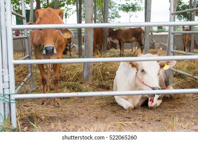 Brahman Cattle in stables