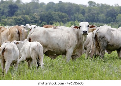 Brahman Cow At A Cattle Farm