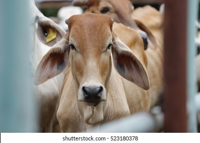 Brahman Cow At A Cattle Farm