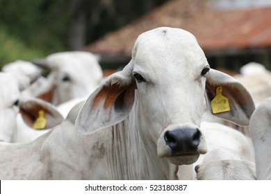 Brahman Cow At A Cattle Farm