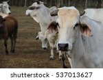 Brahman Cow head shot looking left with other cattle in background