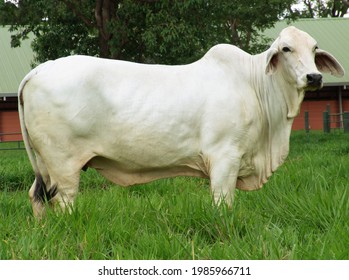 Brahman Cow - Brahman Heifer