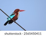 Brahmapur, Odisha, India - December 29, 2024: White-Throated Kingfisher (Halcyon Smyrnensis) perched on cable