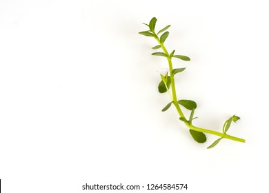 Brahmi, green leaves have medicinal properties - Shutterstock ID 1264584574