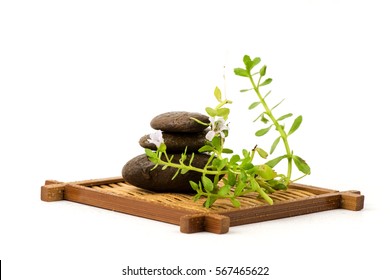 Brahmi Tree And Herbs.