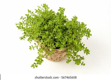 Brahmi Tree And Herbs.