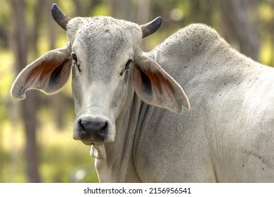 Brahmin Cow in Queensland Australia