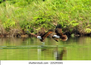 Brahminy Kite