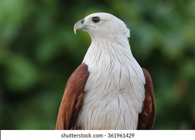 Brahminy Kite