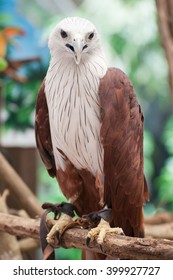 Brahminy Kite