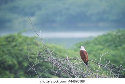 Brahminy Kite