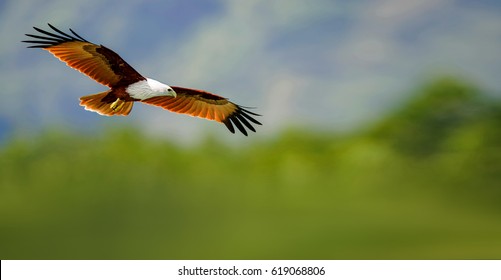 Brahminy Kite