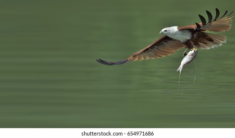 Brahminy Kite