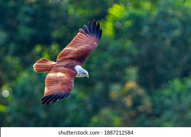 Brahminy Kite In Action. Selangor, Malaysia.