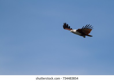 a brahminy kite eagle fly low with clear blue sky as background