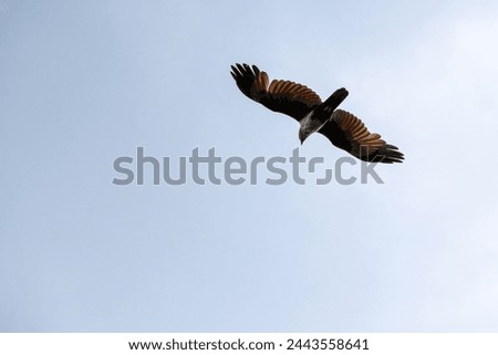 A Brahminy Kite (Haliastur indus) bird flying in the natural cloudy sky. It is also known as Red-backed Sea Eagle, Red-backed Kite, Chestnut-white Kite, Rufous Eagle, and White-headed Sea Eagle. 