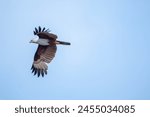 The brahminy kite (Haliastur indus) is distinctive and contrastingly coloured, with chestnut plumage except for the white head and breast and black wing tips. 