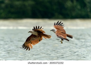 Brahminy kite (Haliastur indus) flying with wings spread in nature in Malaysia