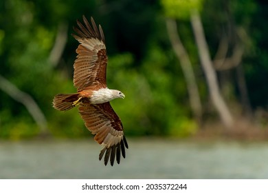 Brahminy kite (Haliastur indus) flying with wings spread in nature in Malaysia