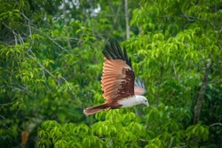 The Brahminy Kite (Haliastur Indus), Also Known As The Red-backed Sea-eagle In Australia, Is A Medium-sized Bird Of Prey In The Family Accipitridae, Which Also Includes Many Other Diurnal Raptors.