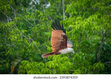 The brahminy kite (Haliastur indus), also known as the red-backed sea-eagle in Australia, is a medium-sized bird of prey in the family Accipitridae, which also includes many other diurnal raptors.