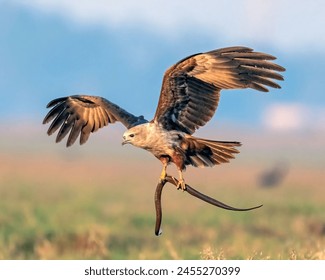 The Brahminy Kite Juveniles with a Kill. - Powered by Shutterstock