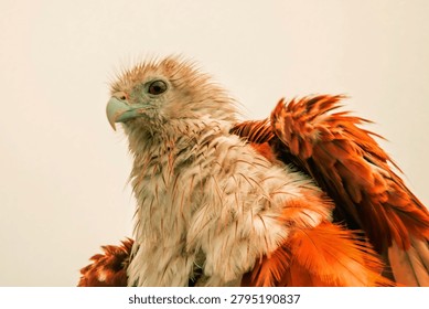 Brahminy Kite, a medium-sized bird of prey commonly found in coastal areas and wetlands