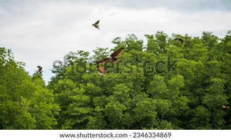 Brahminy kite or red backed sea eagle fly over mangrove forest at Chanthaburi, Thailand.