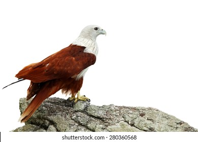 Brahminy Kite (Red-backed Sea Eagle) On The Rocks Isolated On White Background