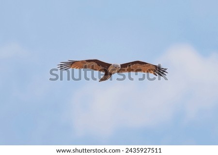 Brahminy kite (red-backed sea-eagle) in flight in natural native habitat, Bentota Beach, Sri Lanka