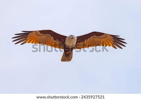 Brahminy kite (red-backed sea-eagle) in flight in natural native habitat, Bentota Beach, Sri Lanka