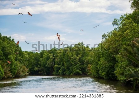 Brahminy kite or red-backed sea-eagle fly over mangrove forest and sea at Chanthaburi, Thailand.