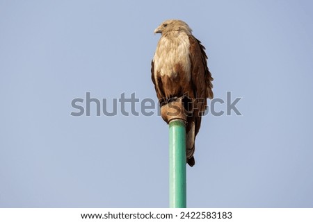 Brahminy kite is sitting on a green water pipe in light blue sky background. This bird is also known as haliastur indus, red-backed sea eagle, red-backed kite, chestnut-white kite, and rufous eagle.