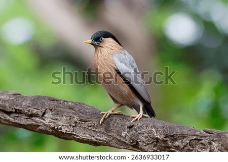 The brahminy starling or brahminy myna (Sturnia pagodarum) is a member of the starling family of birds. Perched on a branch against a blurred green background.