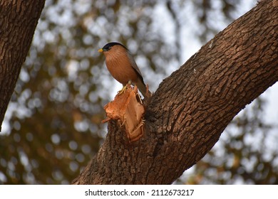 Brahminy Starling On Tree Branch In Bharatpur, Rajasthan