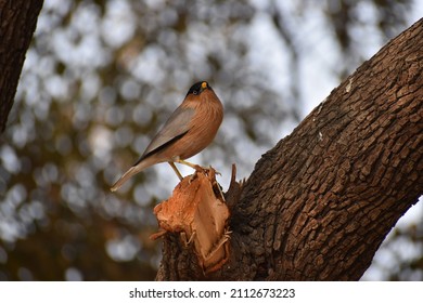 Brahminy Starling On Tree Branch In Bharatpur, Rajasthan