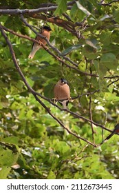 Brahminy Starling On Tree Branch In Bharatpur, Rajasthan