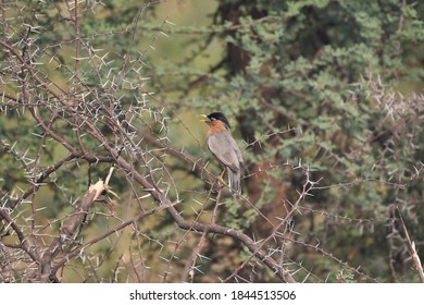 A Brahminy Starling perched on a thorny branch - Shutterstock ID 1844513506
