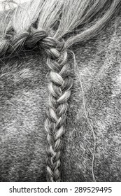 Braid Horse