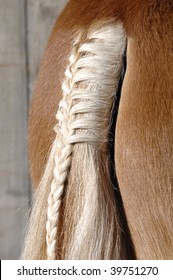 A Braid At A Horse Tail