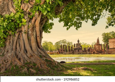 Braided roots of large banyan tree in Sukhothai Historical Park, Thailand 