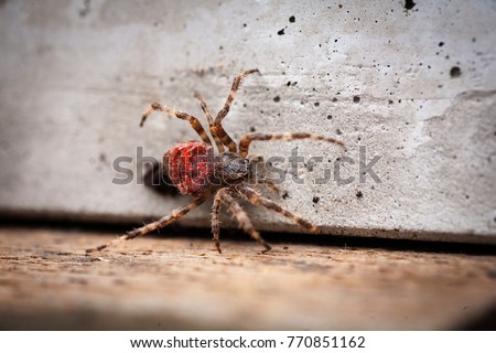 Braided spider Araneus angulatus red adult scary poisonous spider with red belly close-up vanishing species of spiders listed in the red book