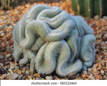 A Brain Cactus