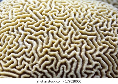 Brain Coral