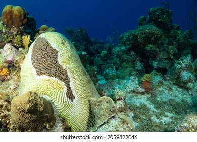 Brain coral affected by Stony Coral Tissue Loss Disease (SCTLD) the white section has died due to the condition