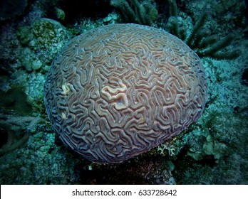 Brain Coral, Ambergris Caye, Belize 