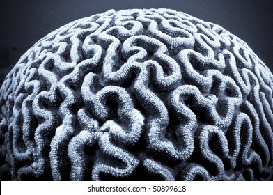 brain coral black and white